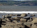 Ravenscar zeehonden
