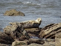 Ravenscar zeehonden