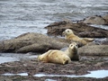 Ravenscar zeehonden