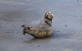 Ravenscar zeehonden