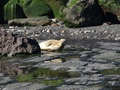 Ravenscar zeehonden