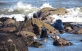 Ravenscar zeehonden