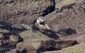 Ravenscar zeehonden