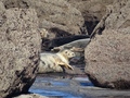 Ravenscar zeehonden