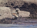 Ravenscar zeehonden
