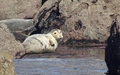 Ravenscar zeehonden