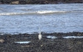 Strandwandeling Ravenscar - Robin Hood's Bay