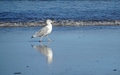 Strandwandeling Ravenscar - Robin Hood's Bay