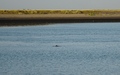 Bruinvis