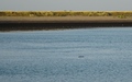 Bruinvis