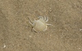Krab