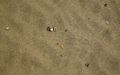 Krabjes met schelpen