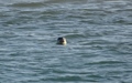 Zeehond