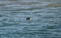 Zeehond