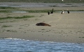 Zeehond
