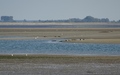 Zeehonden op de Roggenplaat