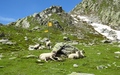 Schapen