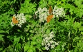 Vlinders