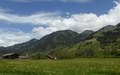 Simmental