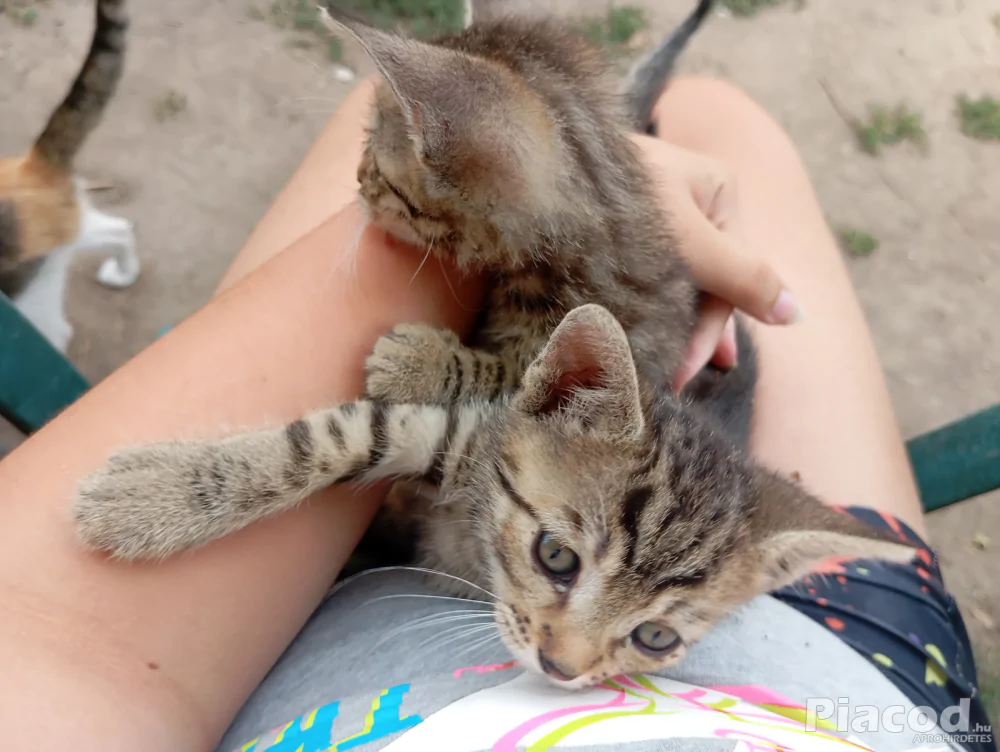 Ingyen Örökbefogadható kiscicák