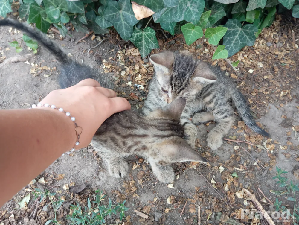 Ingyen Örökbefogadható kiscicák