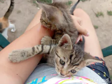 Ingyen Örökbefogadható kiscicák