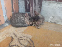 Ingyen Örökbefogadható kiscicák