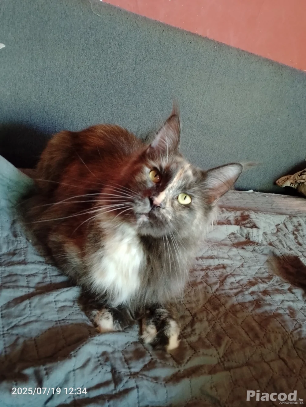 Eladó Maine Coon cica
