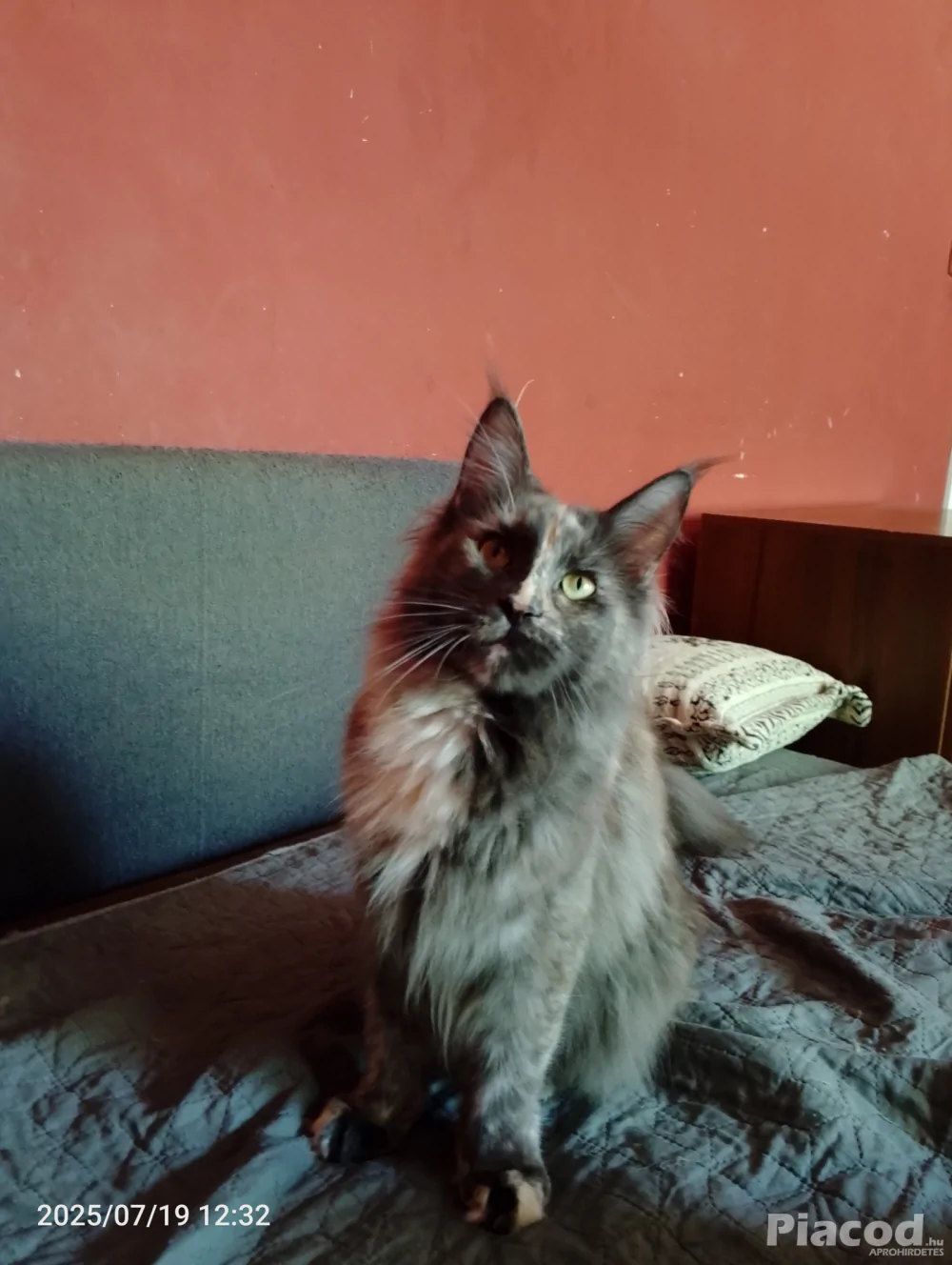 Eladó Maine Coon cica