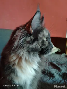Eladó Maine Coon cica