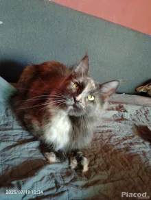 Eladó Maine Coon cica