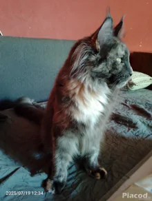 Eladó Maine Coon cica
