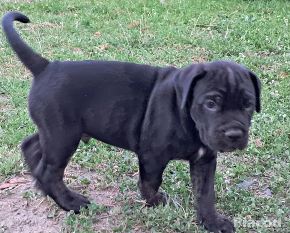 Cane Corso kölykök kékek, feketék fiúk lányok vegyesen