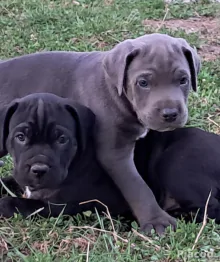 Cane Corso kölykök kékek, feketék fiúk lányok vegyesen