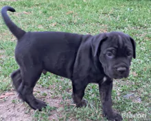 Cane Corso kölykök kékek, feketék fiúk lányok vegyesen