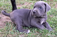 Cane Corso kölykök kékek, feketék fiúk lányok vegyesen