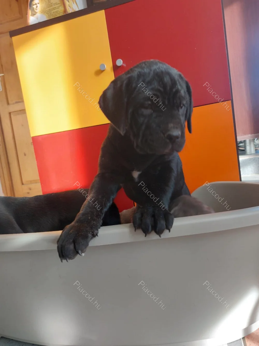 Cane Corso kölykök eladók – Böhönye (Somogy megye) - Kép 2