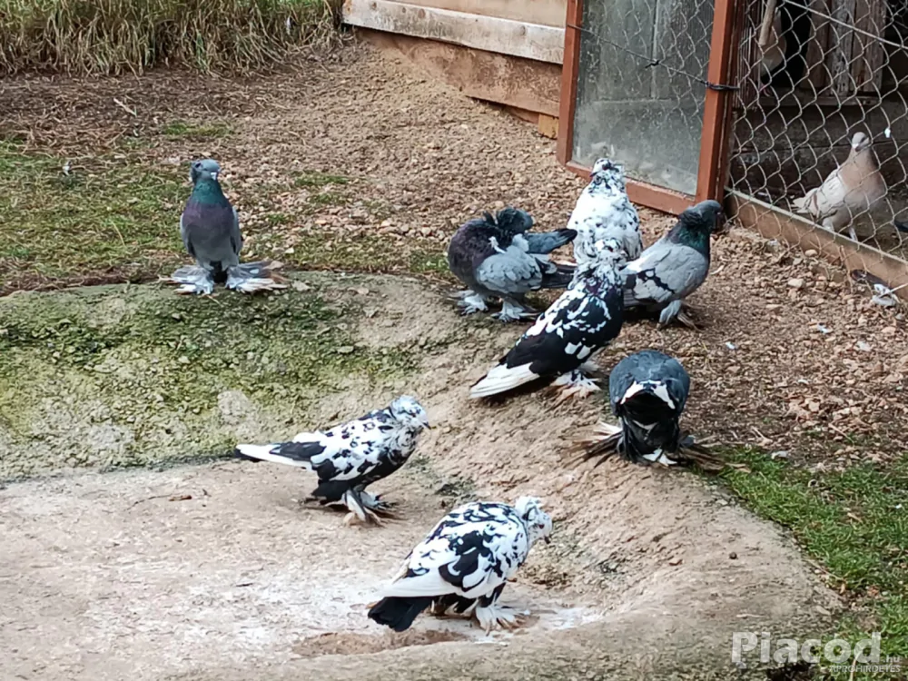 Eladó Magyar óriás galamb!