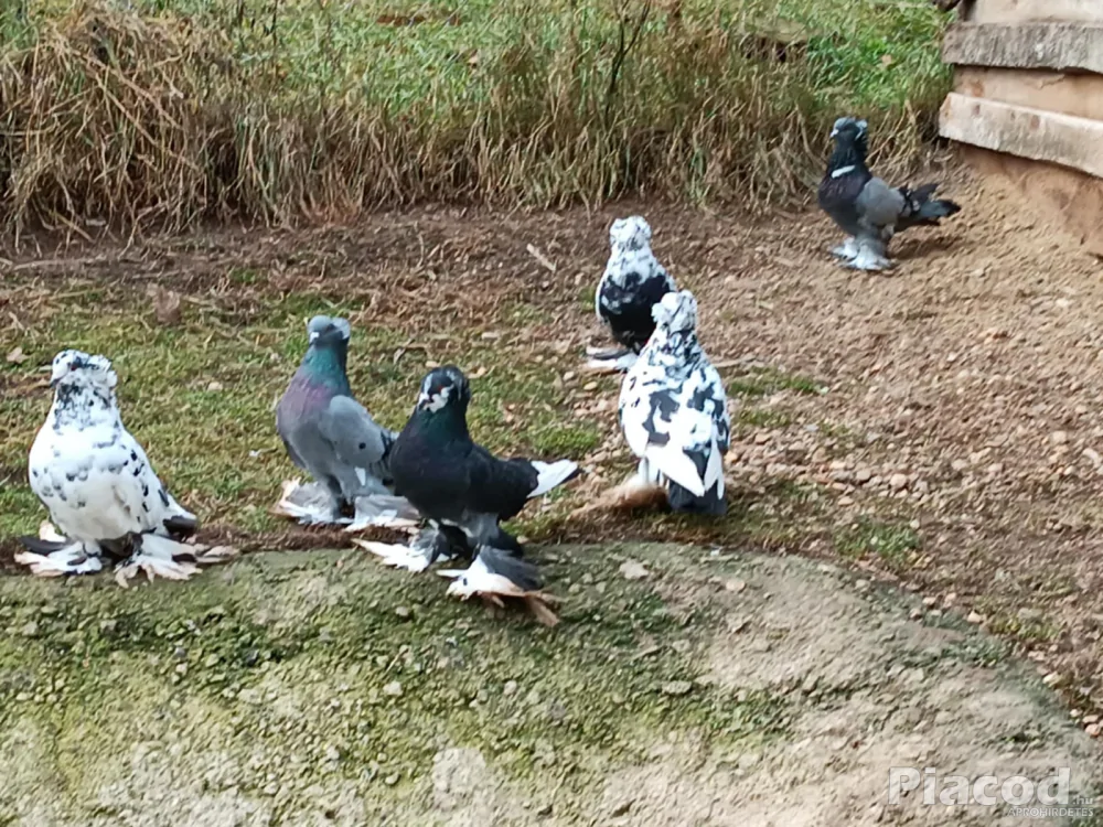 Eladó Magyar óriás galamb!