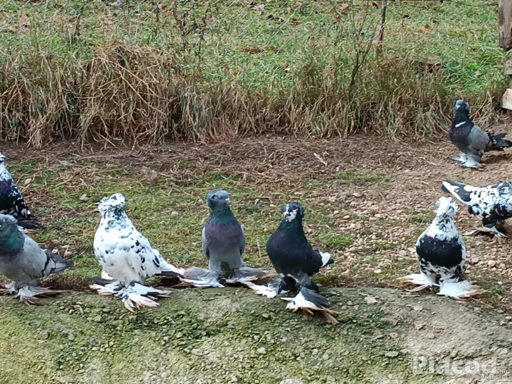 Eladó Magyar óriás galamb!