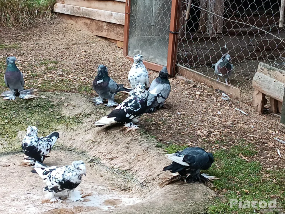 Eladó Magyar óriás galamb!