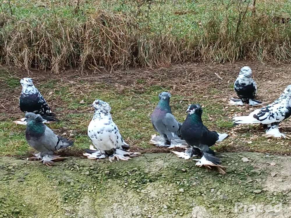 Eladó Magyar óriás galamb!