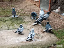 Eladó Magyar óriás galamb!