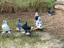 Eladó Magyar óriás galamb!