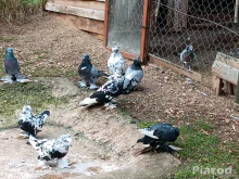 Eladó Magyar óriás galamb!