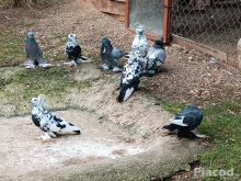 Eladó Magyar óriás galamb!