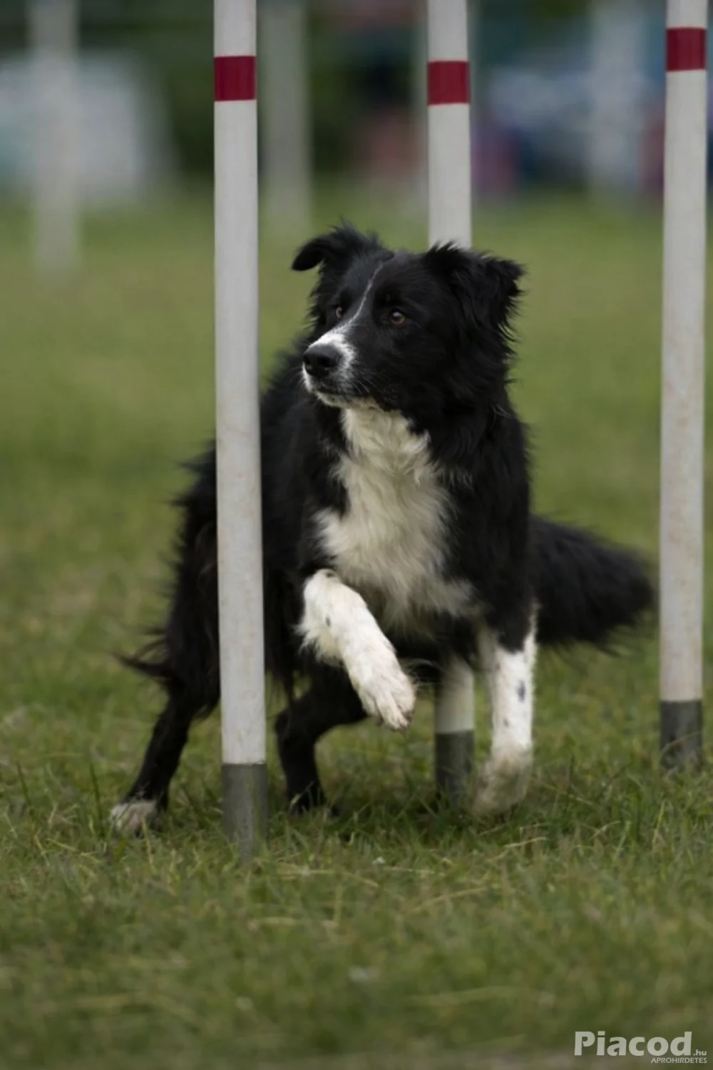 Border collie kan fedez