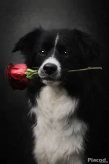 Border collie kan fedez