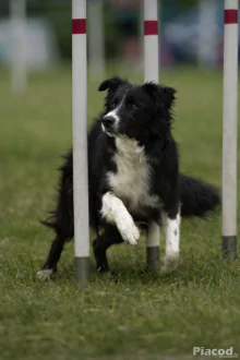 Border collie kan fedez