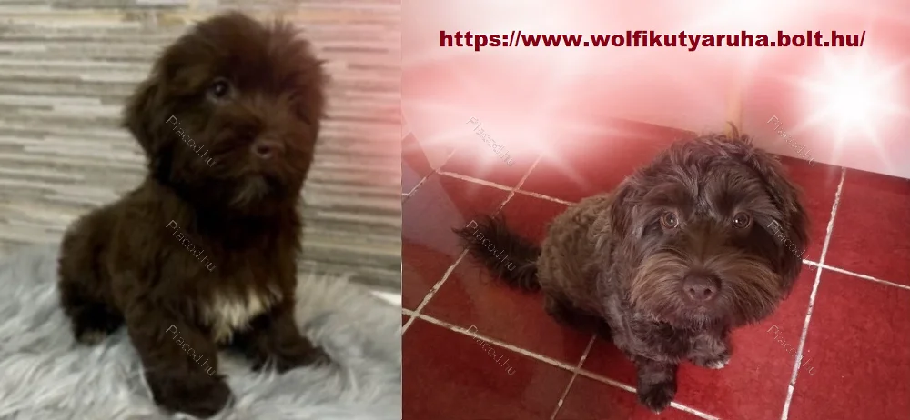 Wolfi Kutyaruha Webshop és kiegészítők - Szolgáltatások - Budapest XVII. kerület